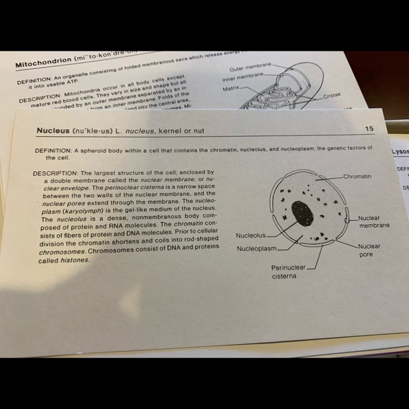 Study Cards - Human Anatomy - Picture 4 of 7